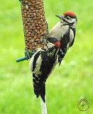 Great Spotted Woodpecker 8T83D-10